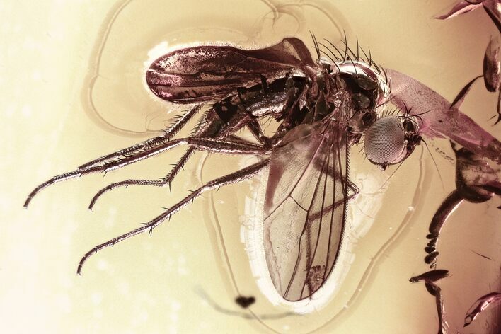 Detailed Fossil Fly and Aphid in Baltic Amber - Great Eyes #315353